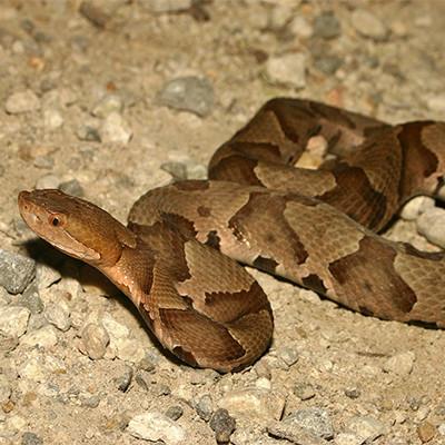 Snake removal